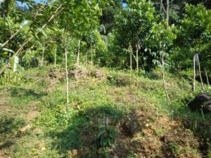 බුලත්කොහුපිටිය අඹමල්ල ප්රදේශයෙන් ඉක්මනින් විකිණීමට 
