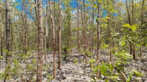 Land for sale in Anuradapura