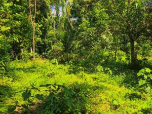 Land for sale in Veyangoda