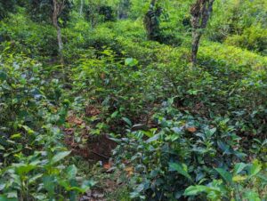 කොළඹ – නුවර ප්‍රධාන පාරට 2km ක් දුරින් කඩුගන්නා⁣වෙන් වටිනා ඉඩම් කැබලි දෙකක් විකිණීමට