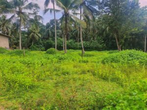 කඩවත – ඉඹුල්ගොඩින් ඔබේ සිහින නිවසට සුපිරි ඉඩමක්