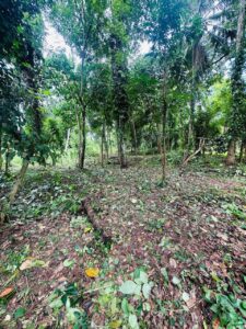 මිනුවන්ගොඩ නගරයට ආසන්නයෙන් වටිනා නේවාසික බිම්කොටසක් විකිණීමට