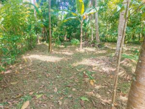 Land for sale in weliveriya