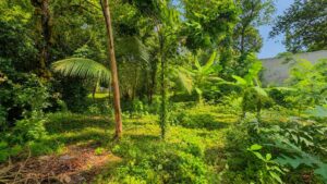 ඒකල නගරයෙන් වටිනා ඉඩමක් විකිණීමට