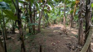 නුවර පාරට ලගින් කඩවතින් වටිනා ඉඩමක් විකිණීමට