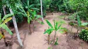 ගිරිඋල්ලෙන් වටිනා ඉඩමක් සුපිරි මිලකට