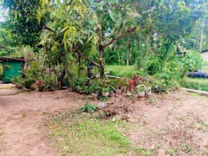 ලක්ෂ 46 කට ගම්පහින් වටිනා ඉඩමක් වීකිණීමට
